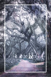 Cypress tree tunnel in East Java with frame