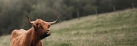 Scottish Highland calf in the field