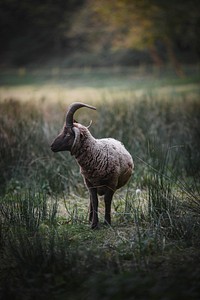 Manx sheep on a field