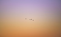 Birds flying over an orange and purple sky
