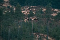 Eagle soaring through the air