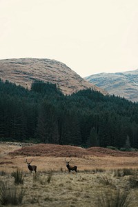 Deer grazing in a field in Scotland