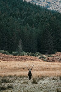 Deer in a field in Scotland