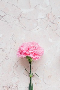 Blooming pink carnation flower on a marble background