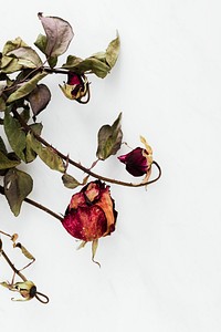 Dried red rose on a white background
