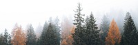 Autumn in a foggy Dolomites valley, Italy