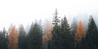 Autumn in a foggy Dolomites valley, Italy