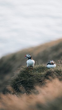 Animal iPhone wallpaper background, puffins with fish in their beaks