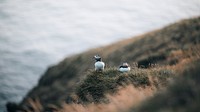 Animal desktop wallpaper background, puffins with fish in their beaks