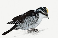 Three-toed Woodpecker bird isolated on white background mockup