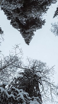 Winter iPhone wallpaper background, pine forest covered with snow at Oulanka National Park, Finland