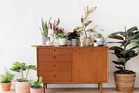 Houseplants on a wooden cabinet