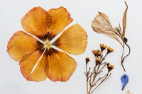 Dried flowers collection on a white background