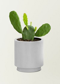 Potted prickly pear cactus on a light green background mockup