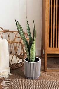 Snake plant in a gray plant pot on a wooden floor