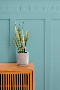 Snake plant in a gray plant pot on a wooden cabinet