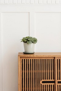 Fittonia plant in a white pot on a wooden cabinet