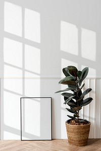 Picture frame by a rubber plant on a wooden floor