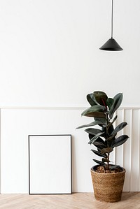 Picture frame by a rubber plant on a wooden floor