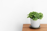 Fittonia plant in a white pot on a wooden cabinet