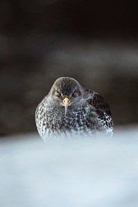 Purple sandpiper in Senja, Norway