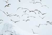 Colony of seagull flying over Lofoten, Norway