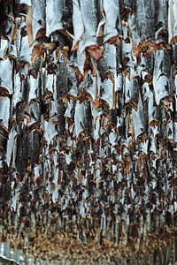 Cod fish drying on a scaffold in Lofoten, Norway