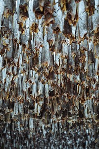 Cod fish drying on a scaffold in Lofoten, Norway