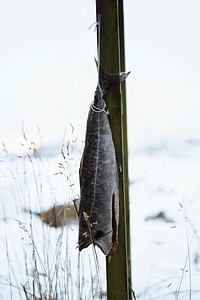 Cod fish drying on a scaffold in Lofoten, Norway