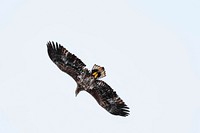 White tailed eagle in flight over Lofoten island, Norway