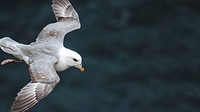 Seagull bird flying over the Atlantic ocean