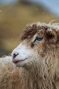 Faroe sheep at the Faroe Islands, part of the Kingdom of Denmark