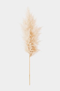 Dried pampas grass mockup on a white background 