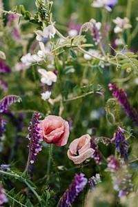 Beautiful wild flowers growing in a field in the summertime