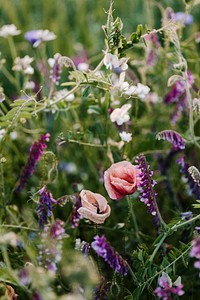 Beautiful wild flowers growing in a field in the summertime