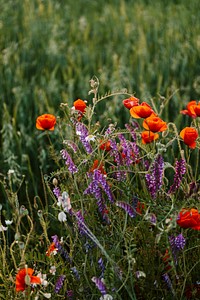 Beautiful wild flowers growing in a field in the summertime