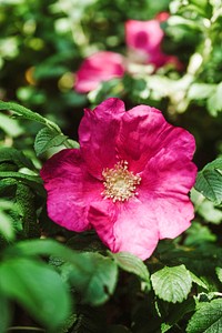 Wild rosebush with pink roses