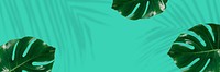 Fresh green Monstera leaves background