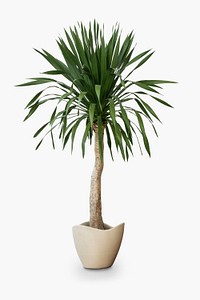 Palm tree psd mockup house plant in a pot