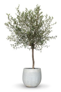 Olive tree psd mockup house plant in a pot