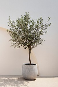 Olive tree with Mediterranean minimal wall exterior architecture