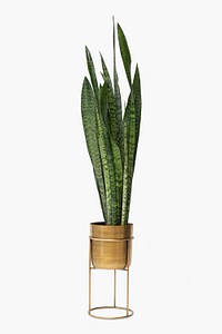 Snake plant in a golden pot