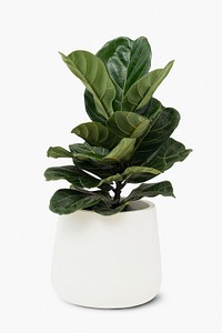 Fiddle leaf fig psd mockup house plant in a pot