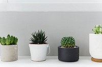 Pots of Cactus for Decoration 