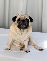 Portrait of a pet pug