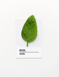 Basil leaf on white paper