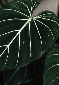 Close up image of leaves