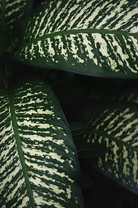 Close up image of leaves