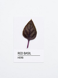 Red basil leaf on white paper