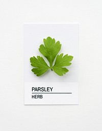 Parsley leaf on white paper